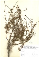 藏品(蠅子草)的圖片